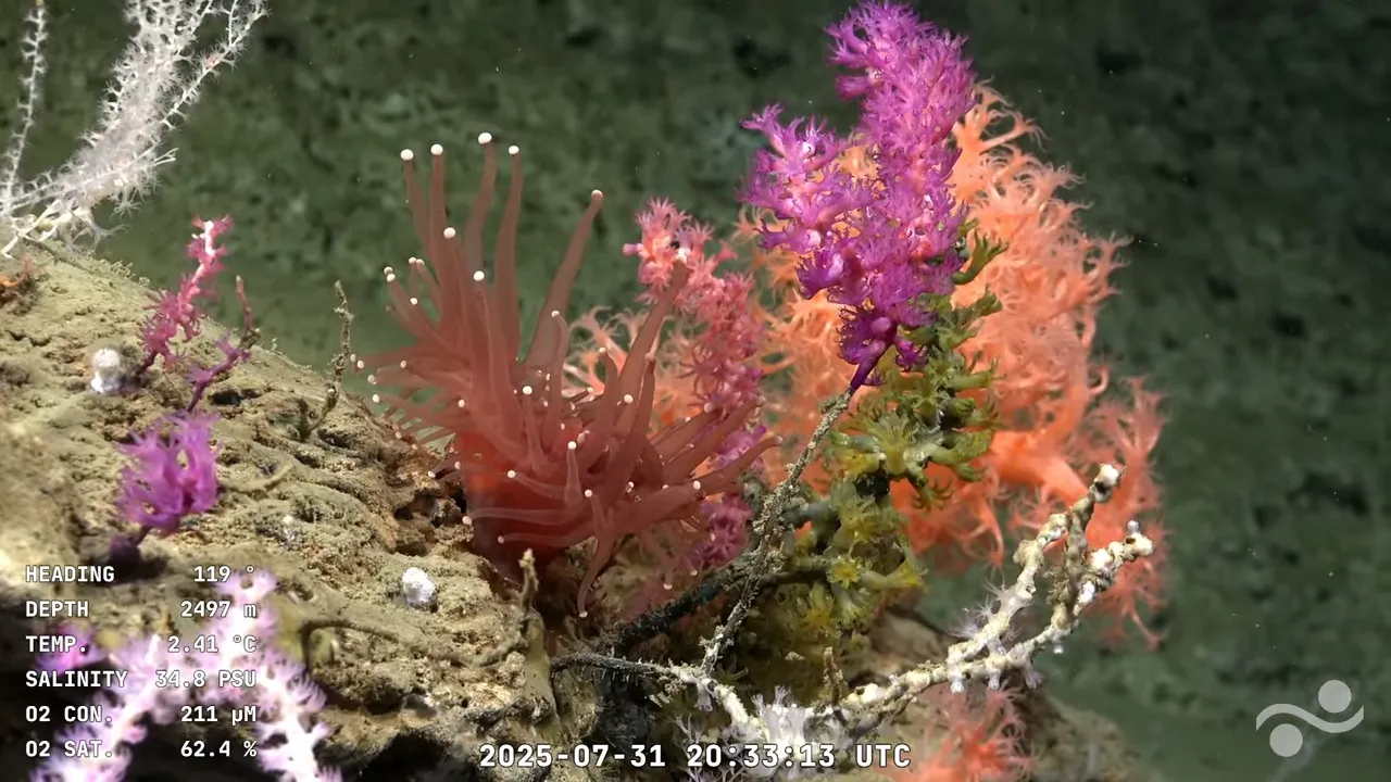 Lance 39.1 Mar Del Plata Canyon _ SOI Divestream 818 (9)