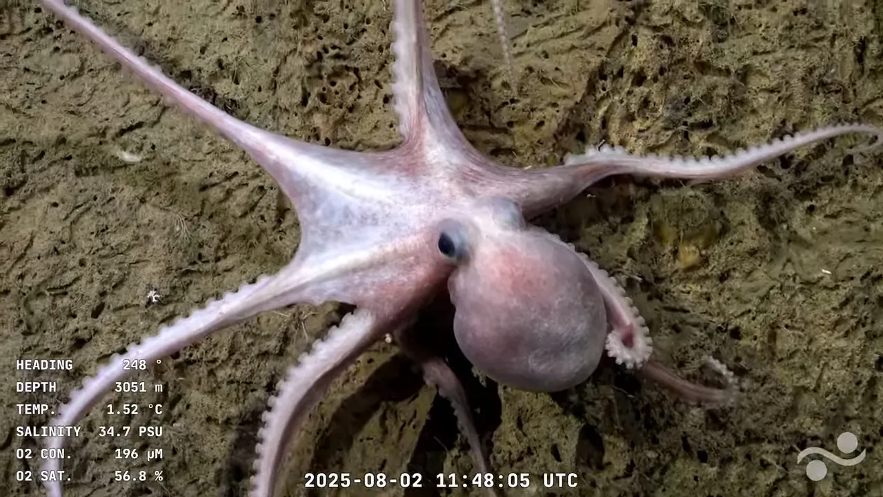 Lance 30.1 Mar Del Plata Canyon _ SOI Divestream 819 PART 2 (4)