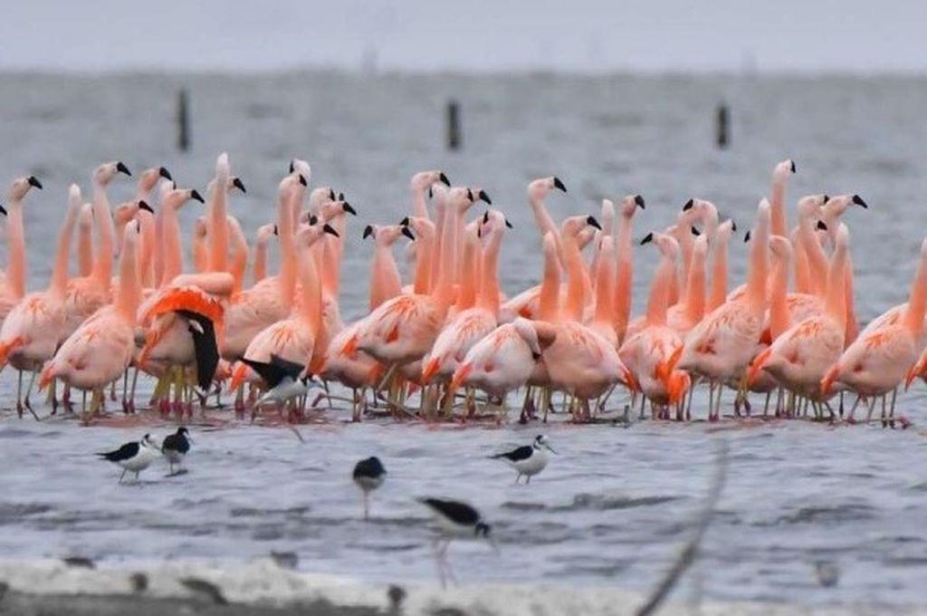 375155_ansenuza_mar_chiquita_flamencos